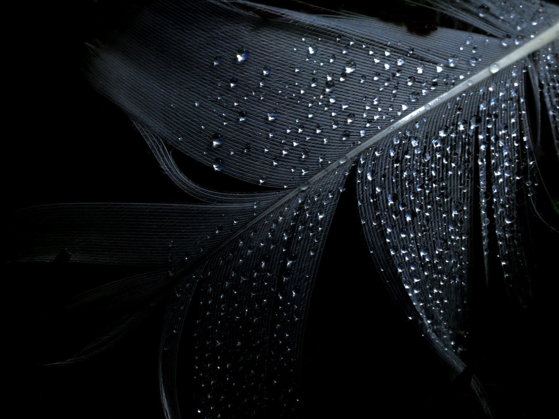 Черные обои и влажное перо