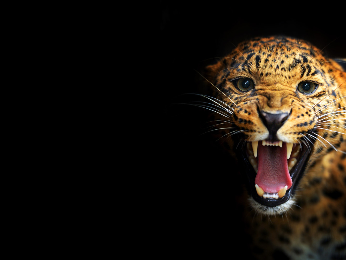 Леопард на черном фоне