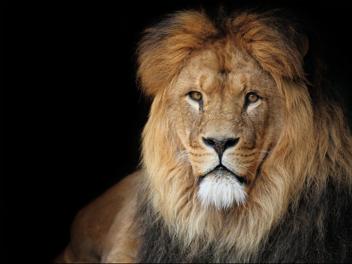Лев на черном фоне