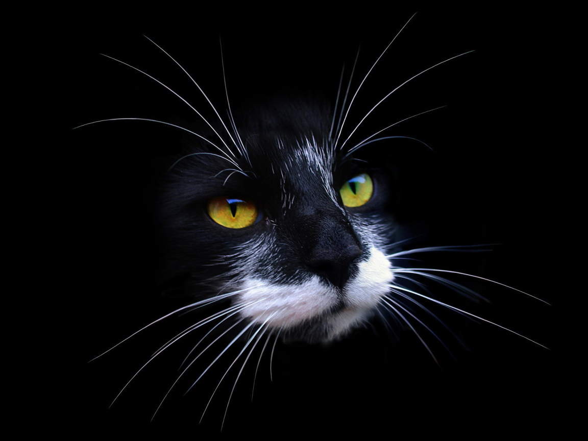 Морда кота на черном фоне