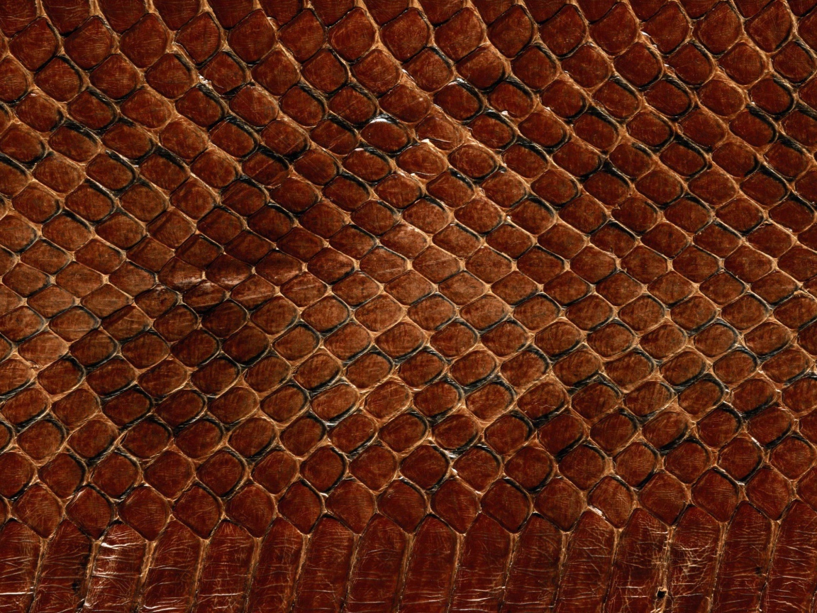 Змеинная кожа