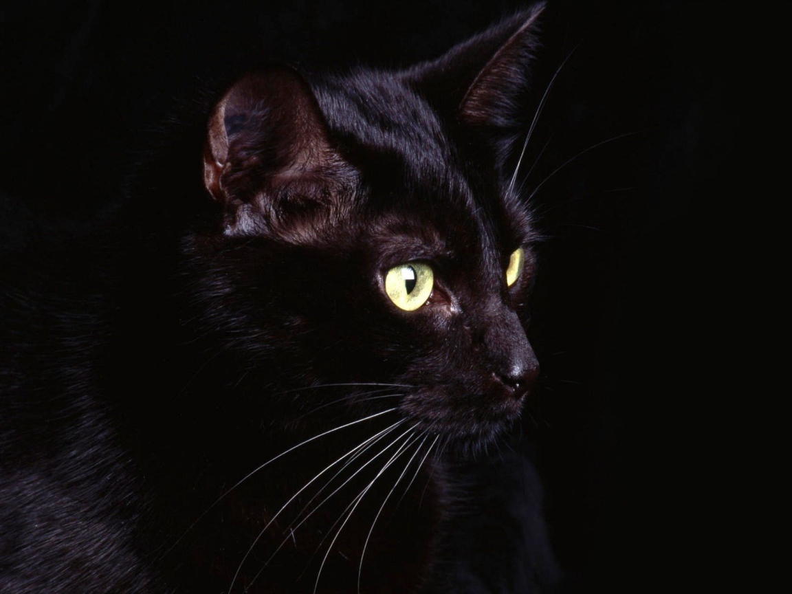 Удивленный кот на черном фоне