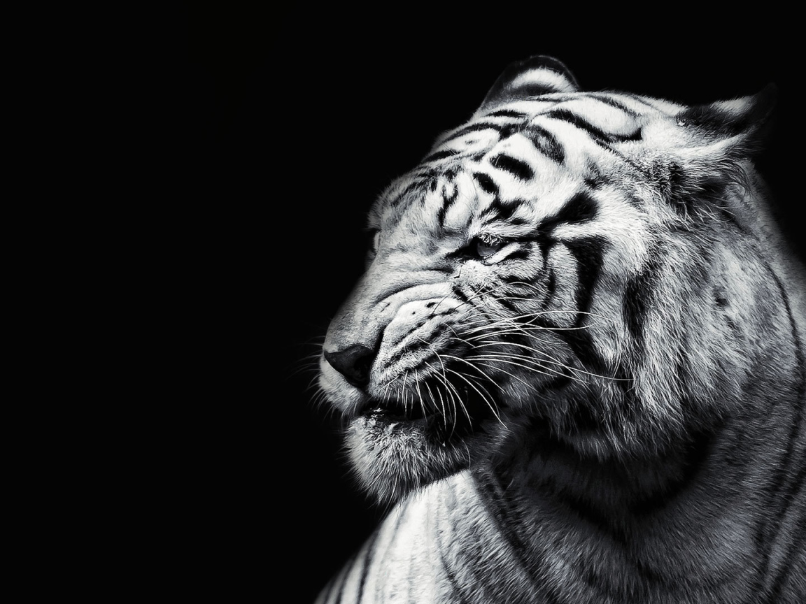 Белый тигр на черном фоне