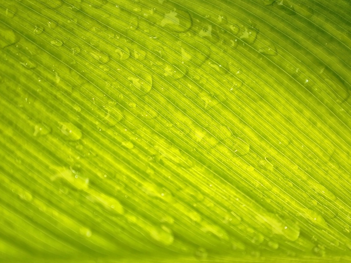 Зеленый лист с каплями