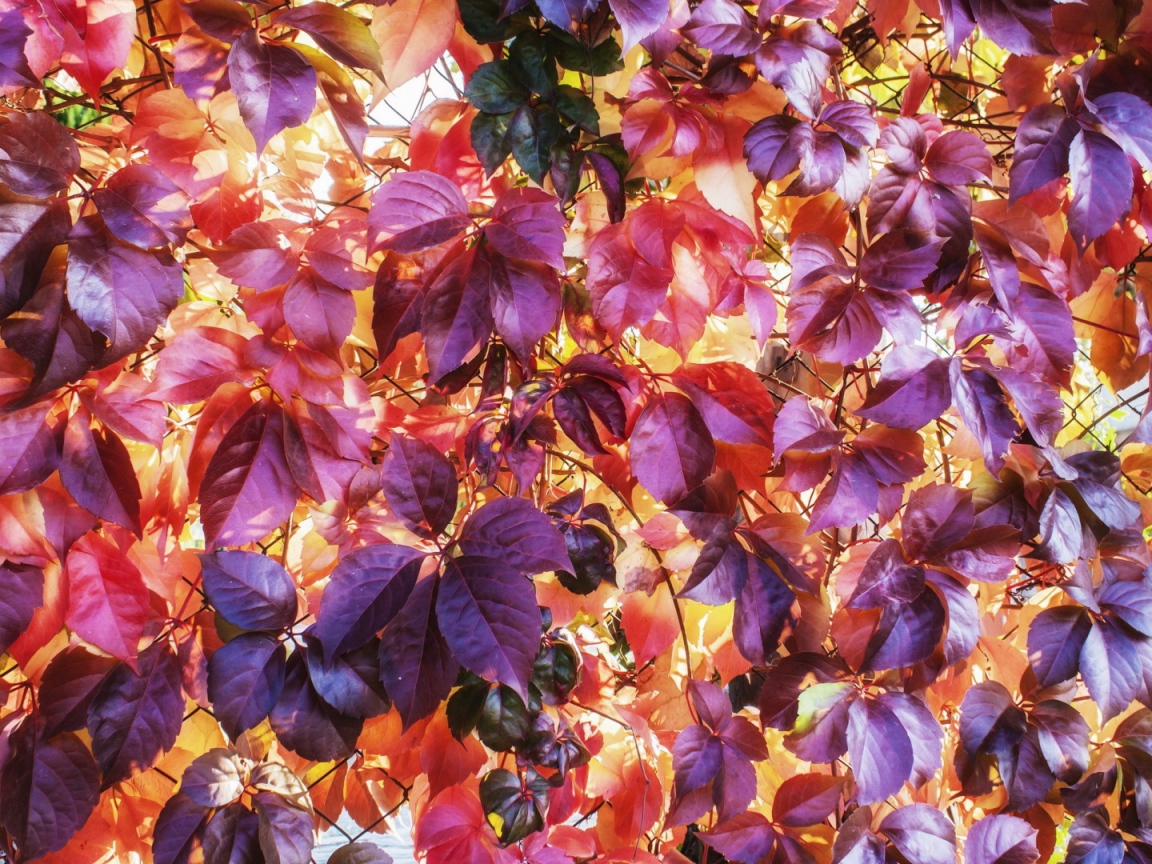 Разноцветные осенние листъя