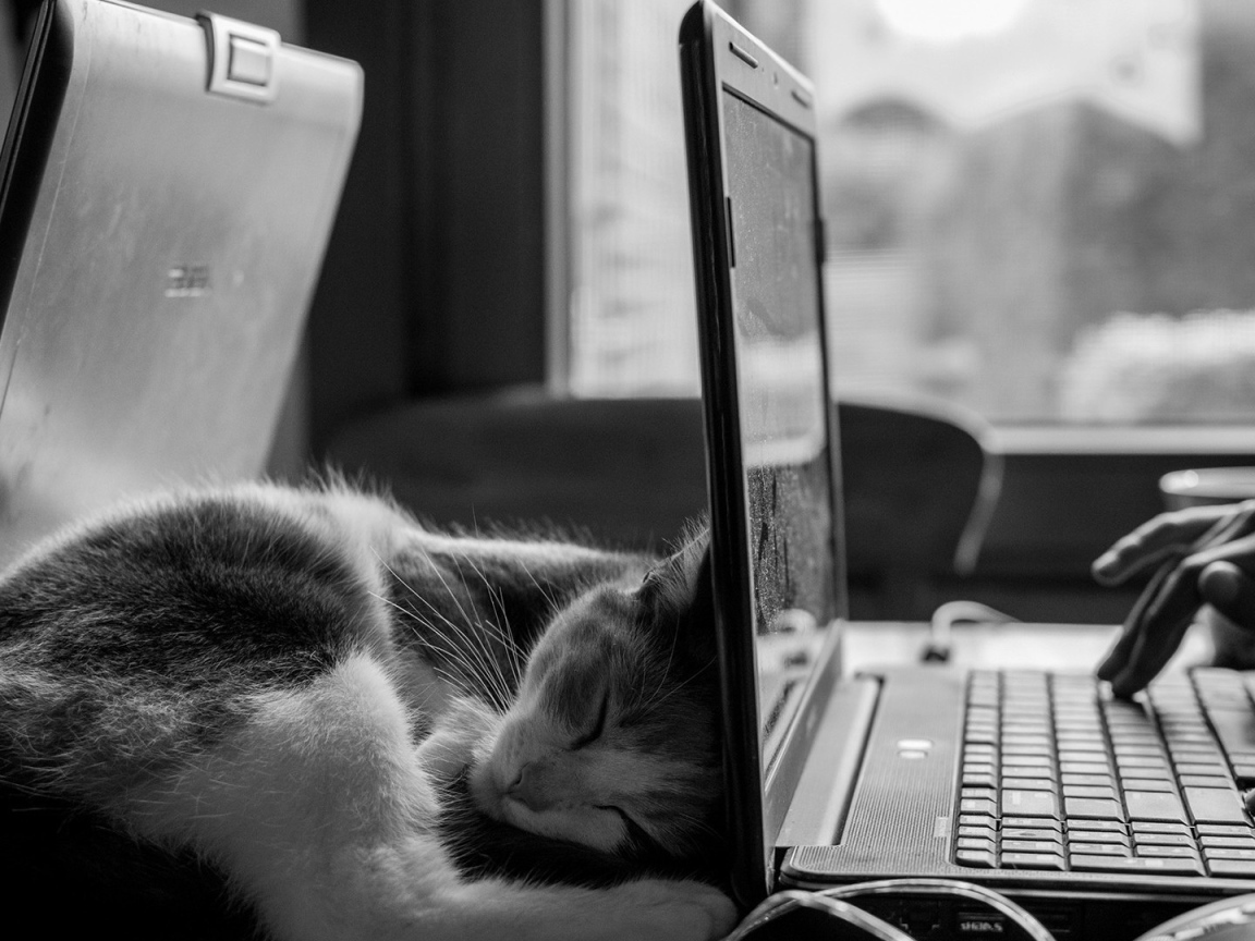 Кот спит у ноутбука HP