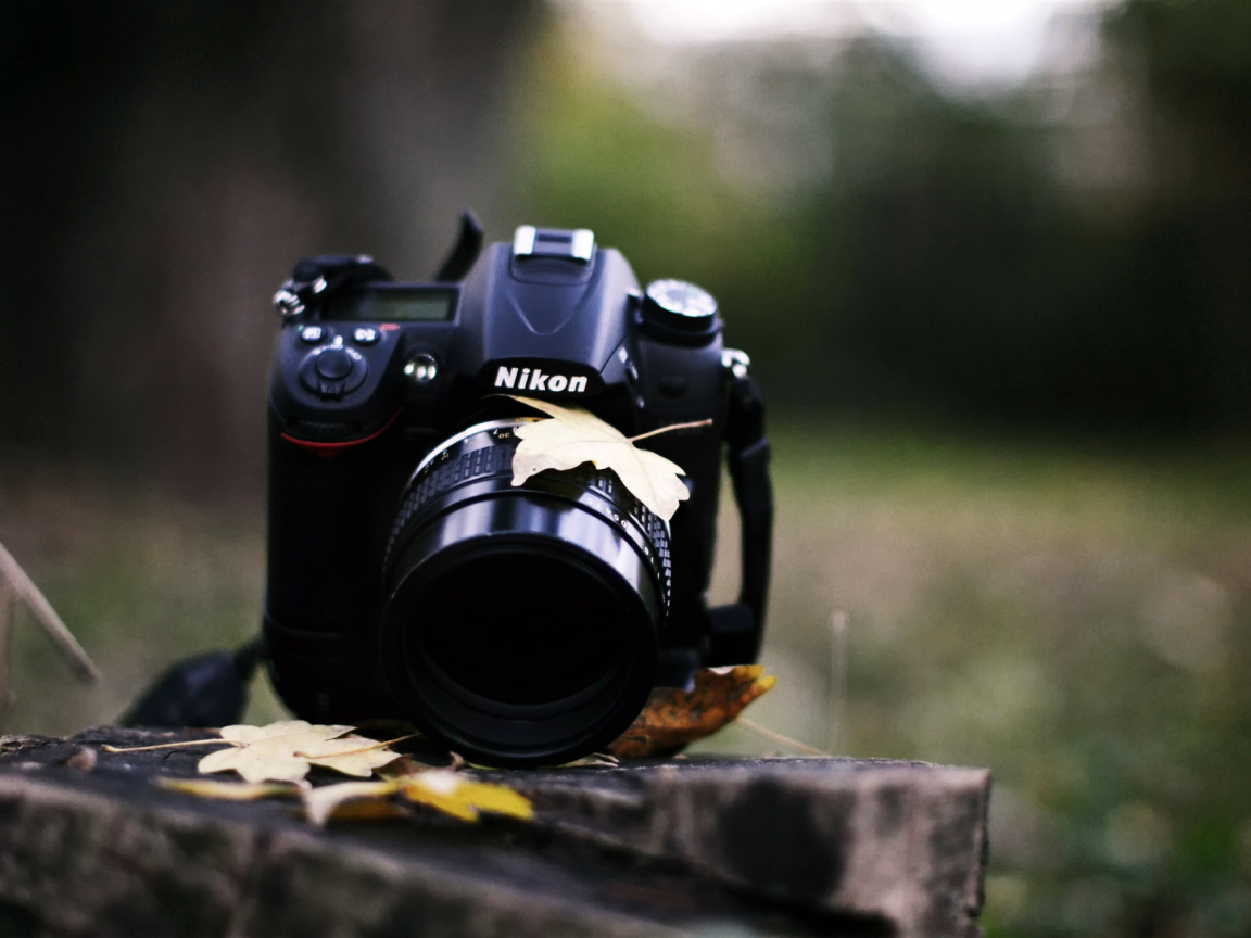 Никон на пне