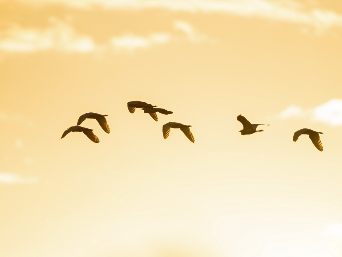 Птицы в небе