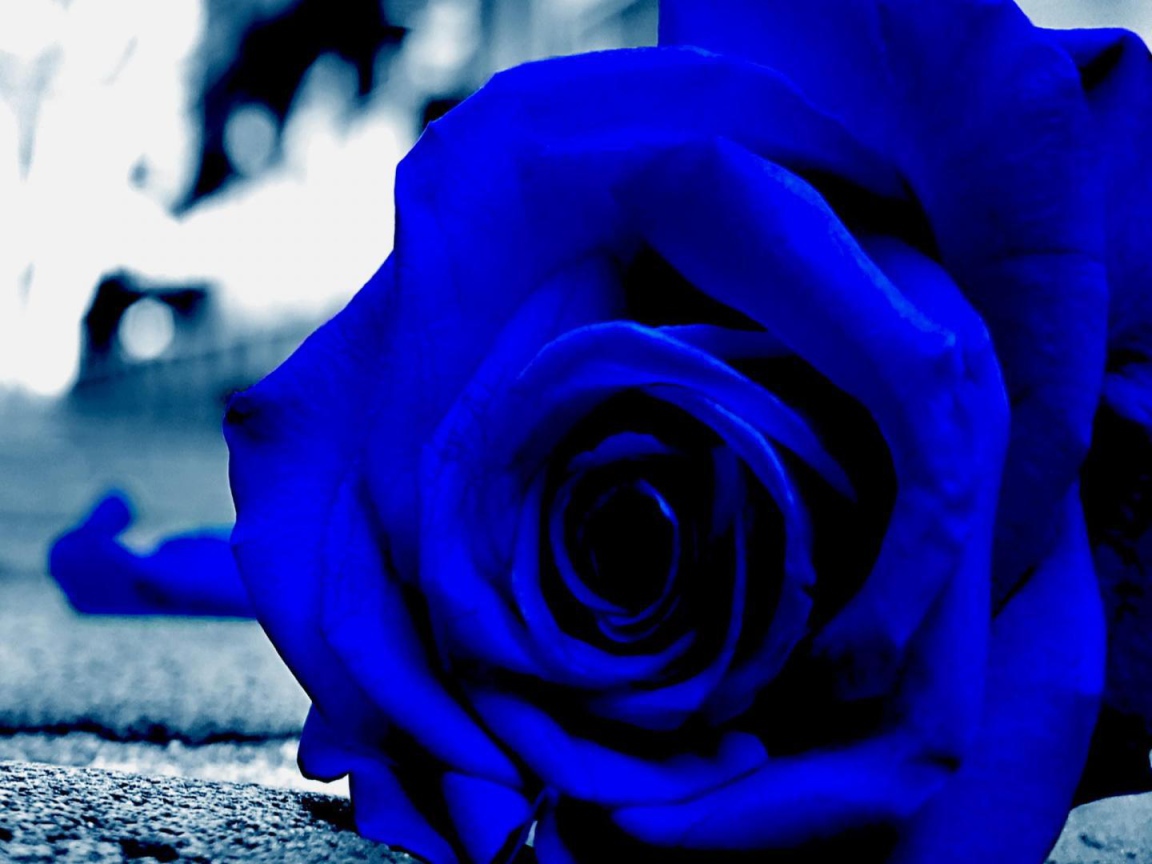 Синяя роза на асфальте