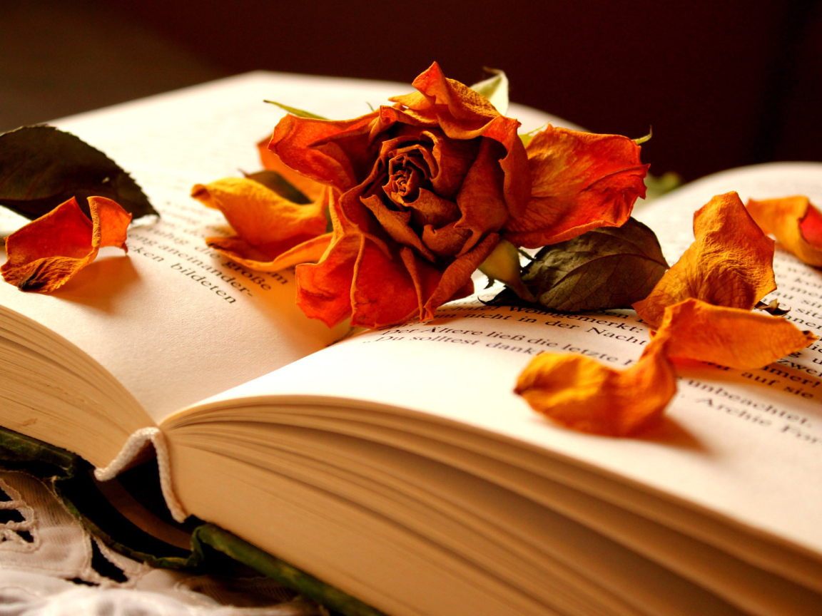 	   Dried rose on the book