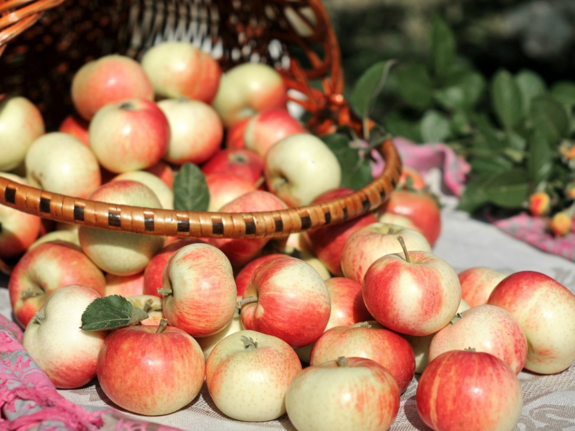 Basket of autumn apples