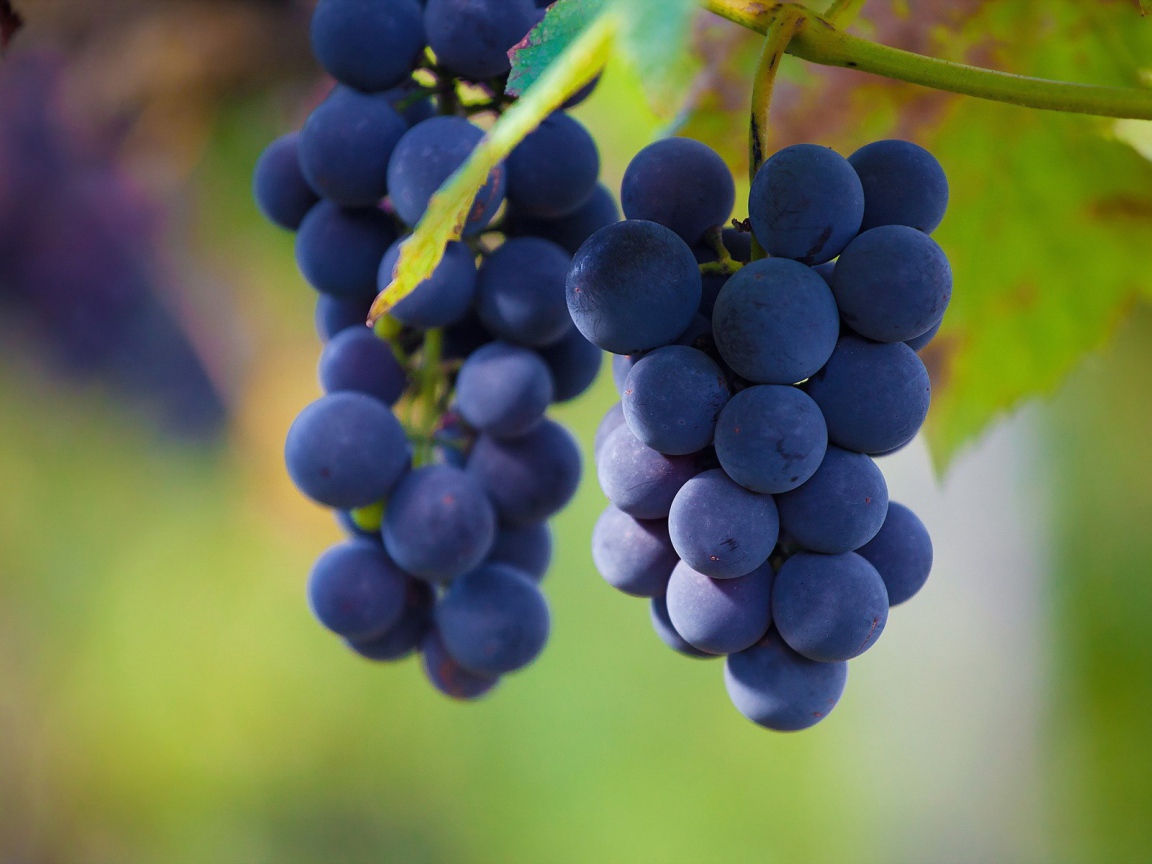 Гроздья винограда