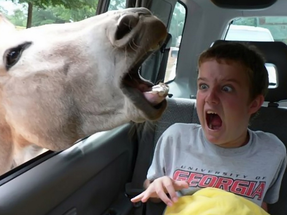 Осел напугал ребенка