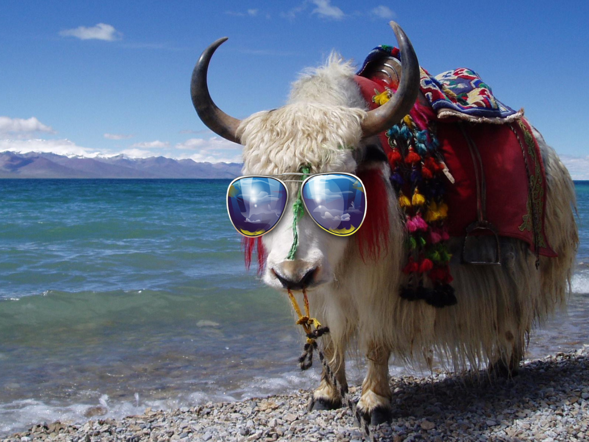 Бык в солнечных очках