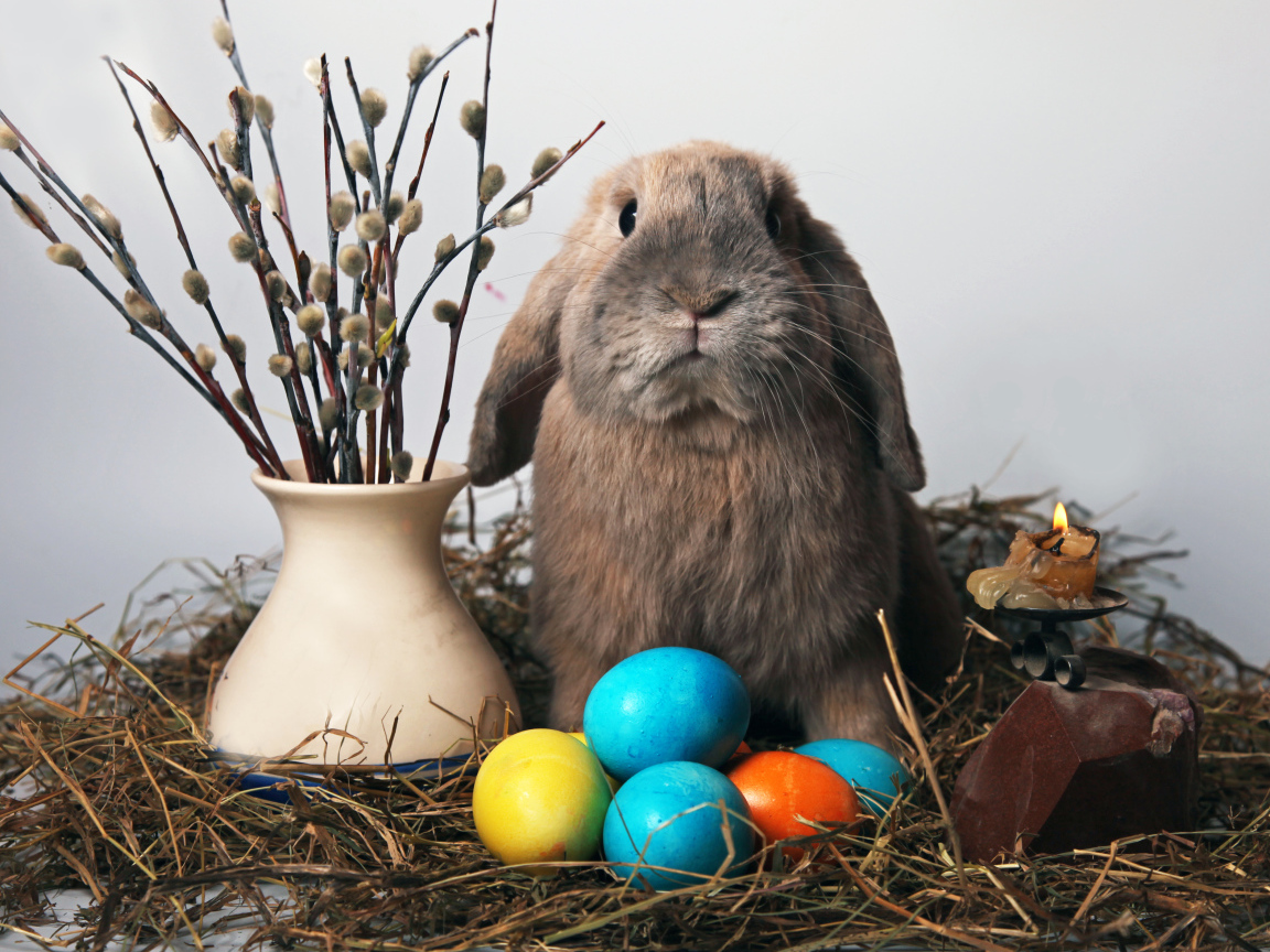 Кролик и мимоза на Пасху