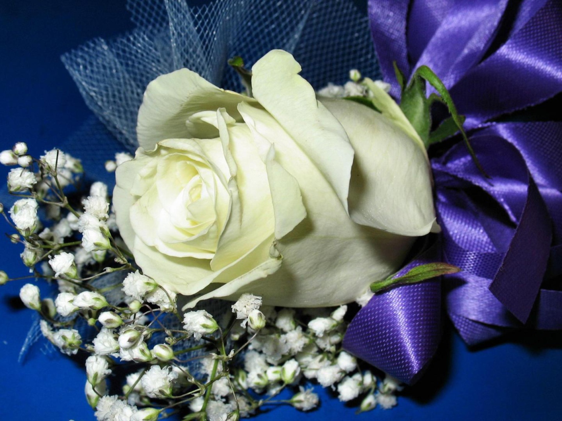 Украшенная белая роза на синем фоне в подарок на восьмое марта