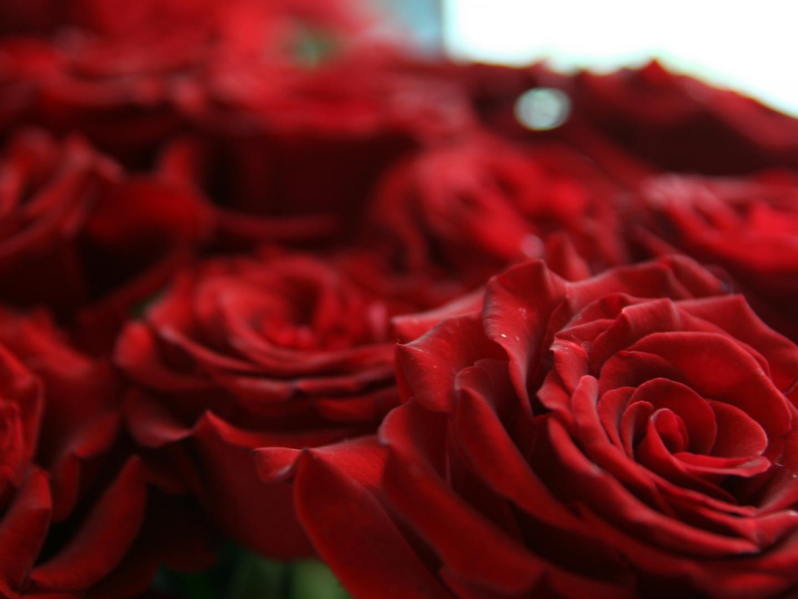 Шикарные красные розы на восьмое марта
