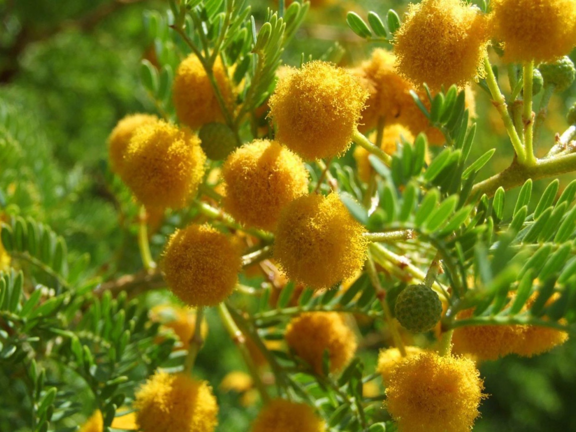 Цветы мимозы на 8 марта