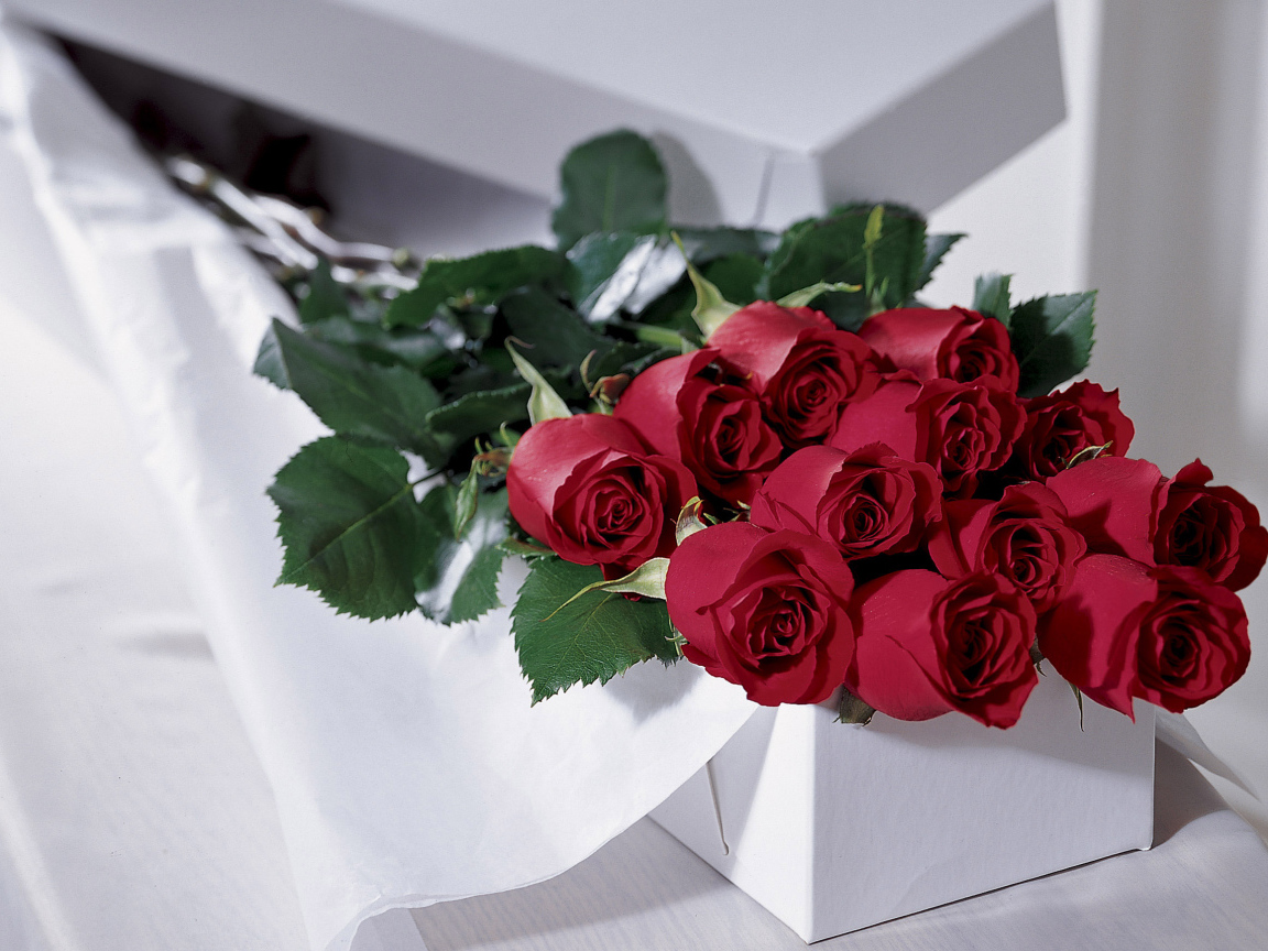 Красные розы на 8 марта в белой коробке