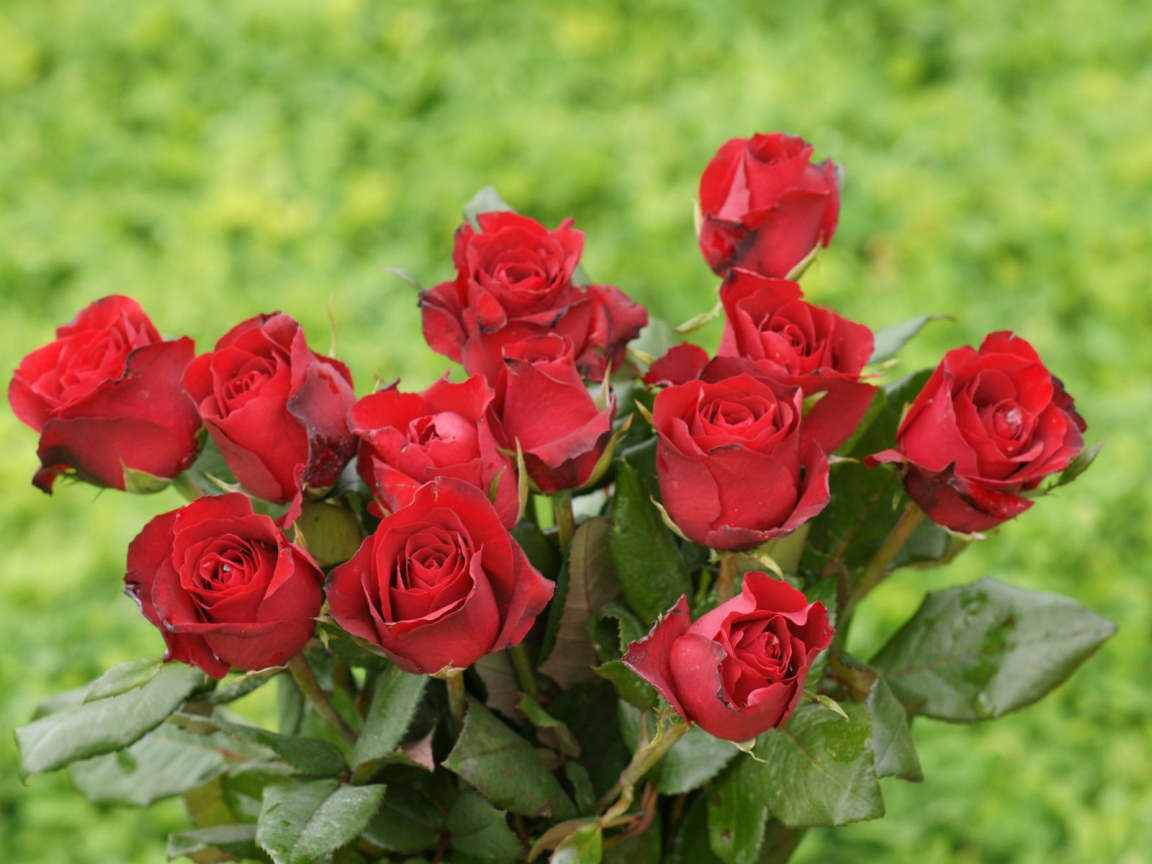 Красные розы на 8 марта на зеленом фоне