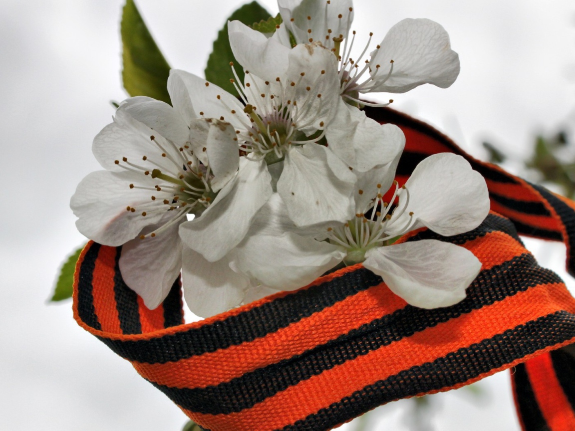 Весенний цвет в День Победы 9 мая