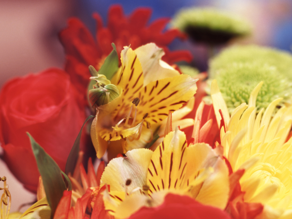 Букет гладиолусов на День знаний 1 сентября