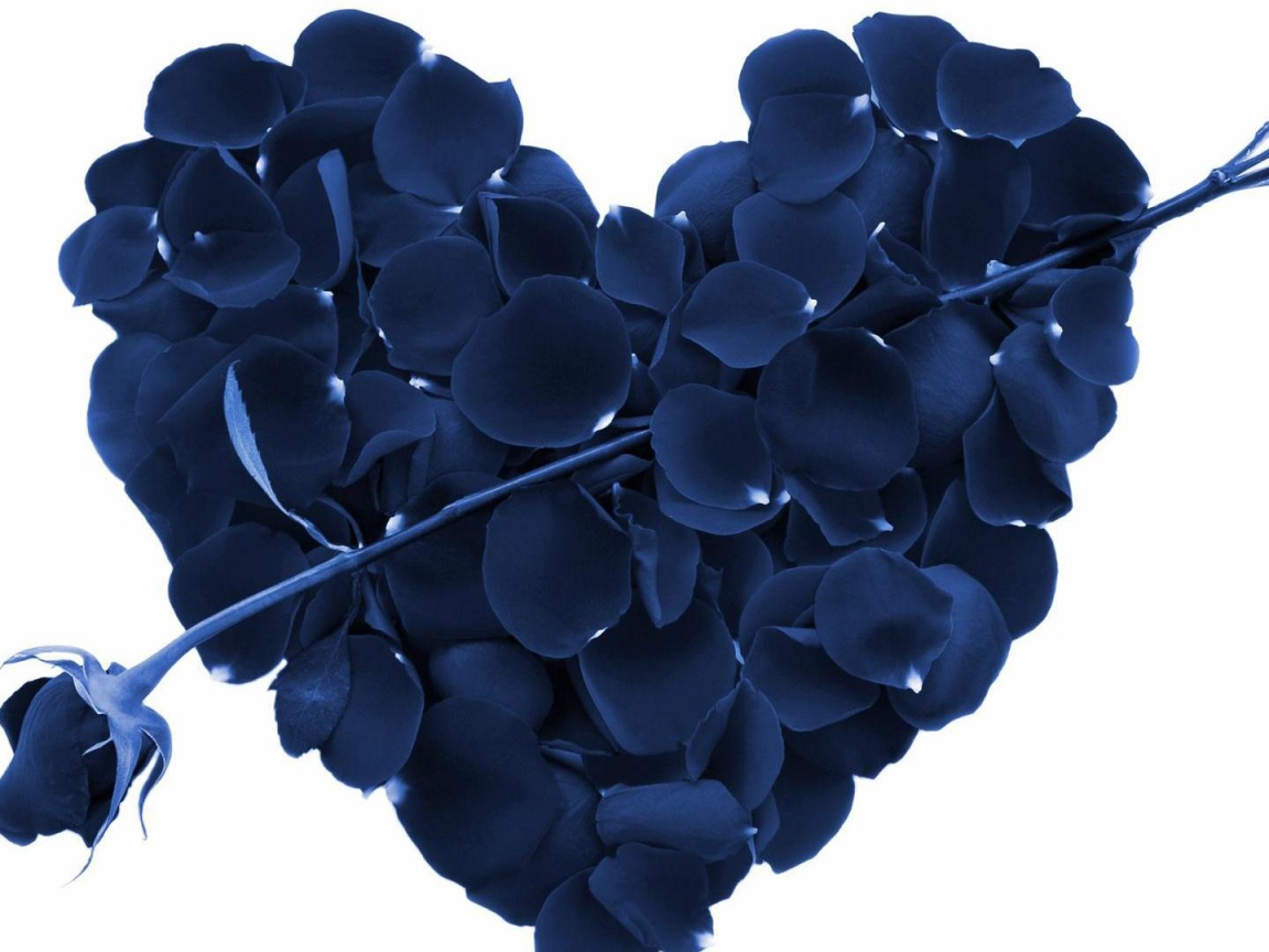 Синяя роза и сердце из лепестков роз