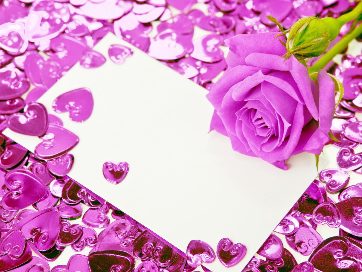 Фиолетовая роза и сердечки