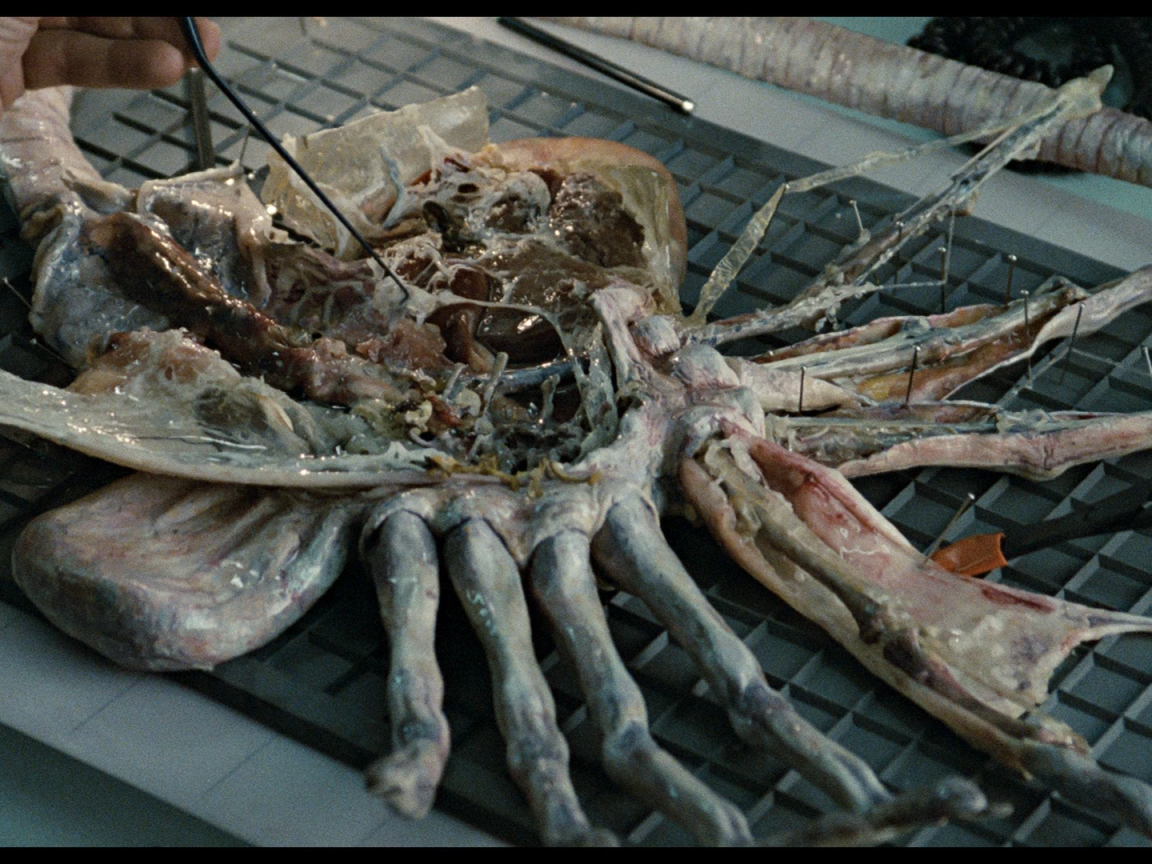 Кино 80-й пришелец