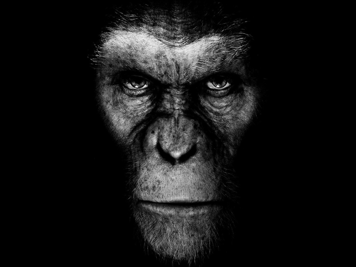 Момент из фильма Планета обезьян Революция