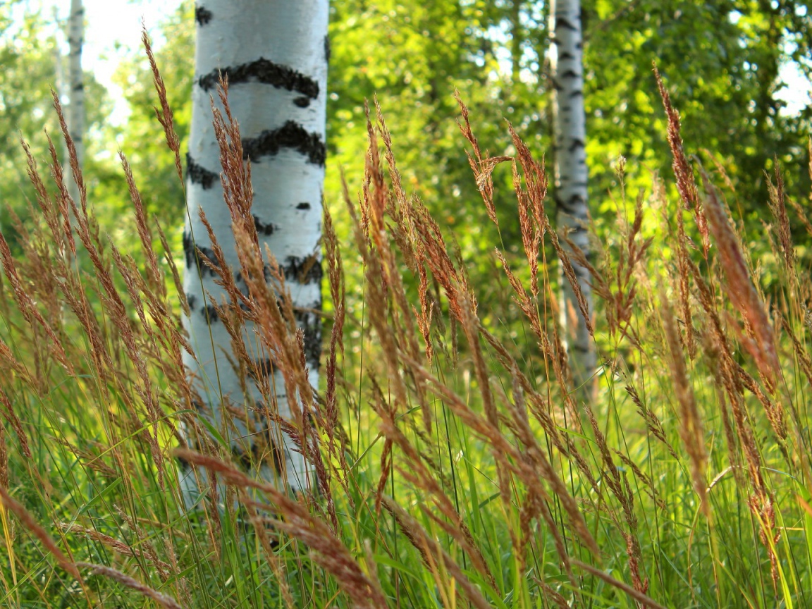 Березы в роще