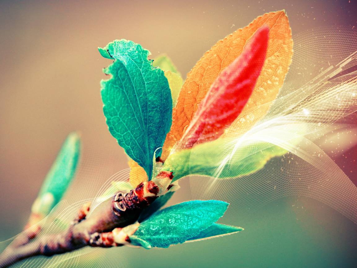 Листья в поляризованном свете