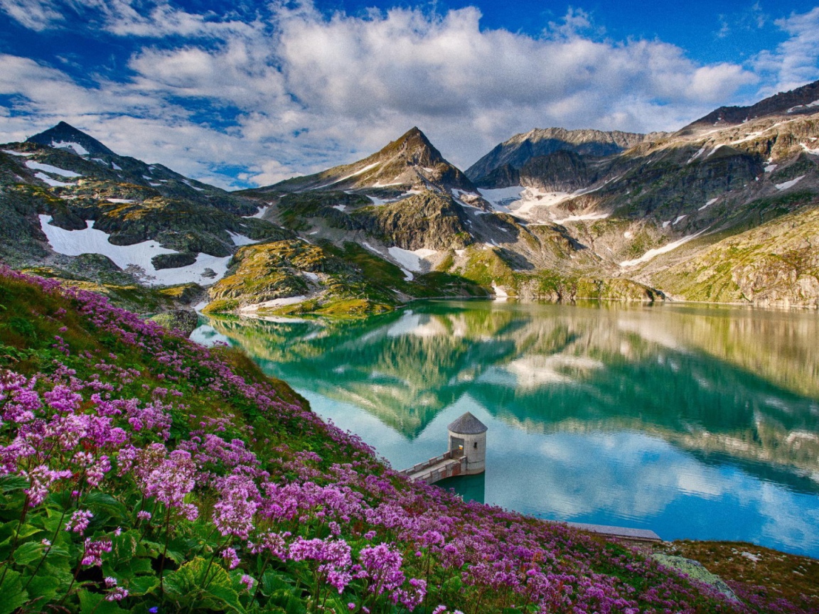 Cиреневые цветы