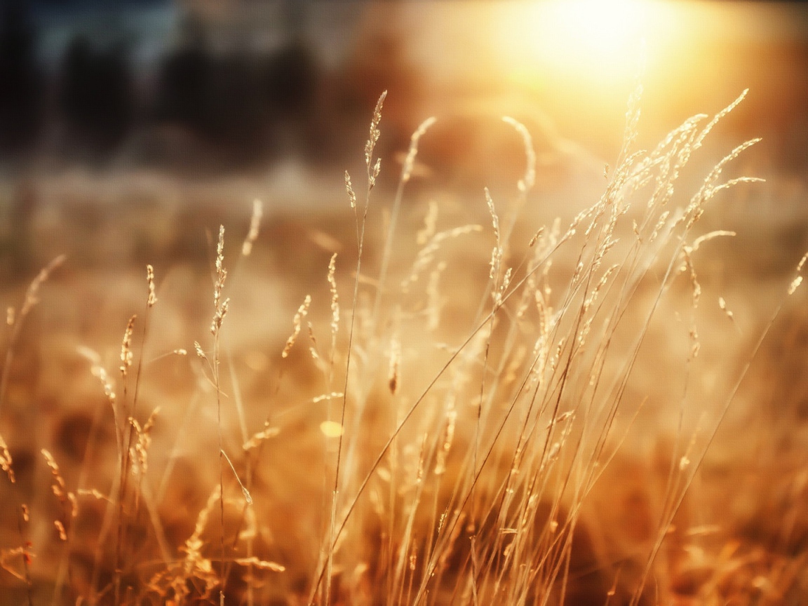 Утреннее сияние