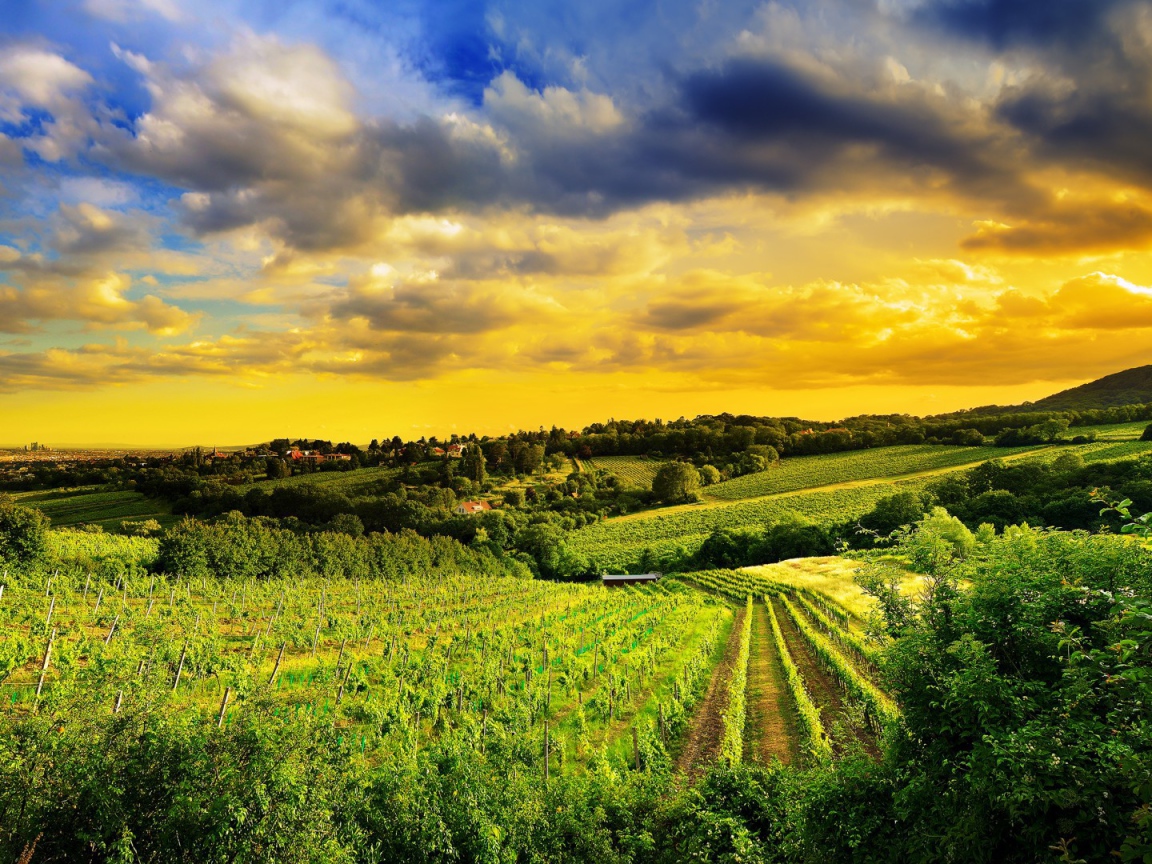 Pазработаная площадь полей