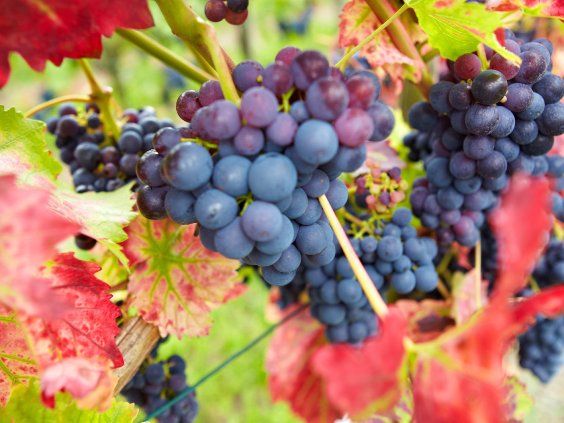 Bиноград в красных листъях