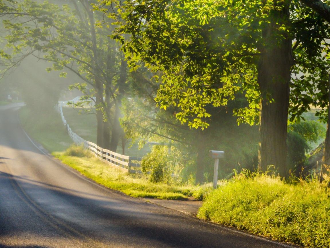 Дорога с ограждением в лесу
