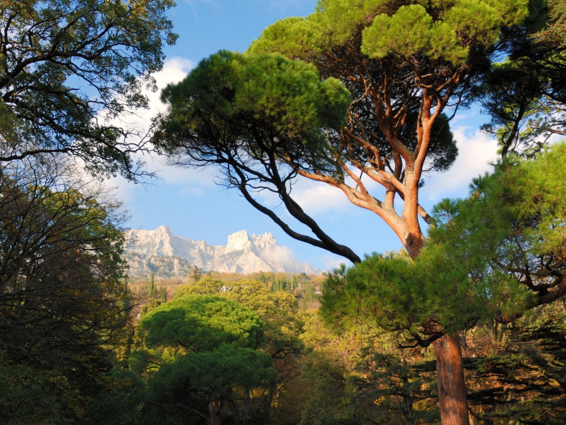 Белые вершины гор