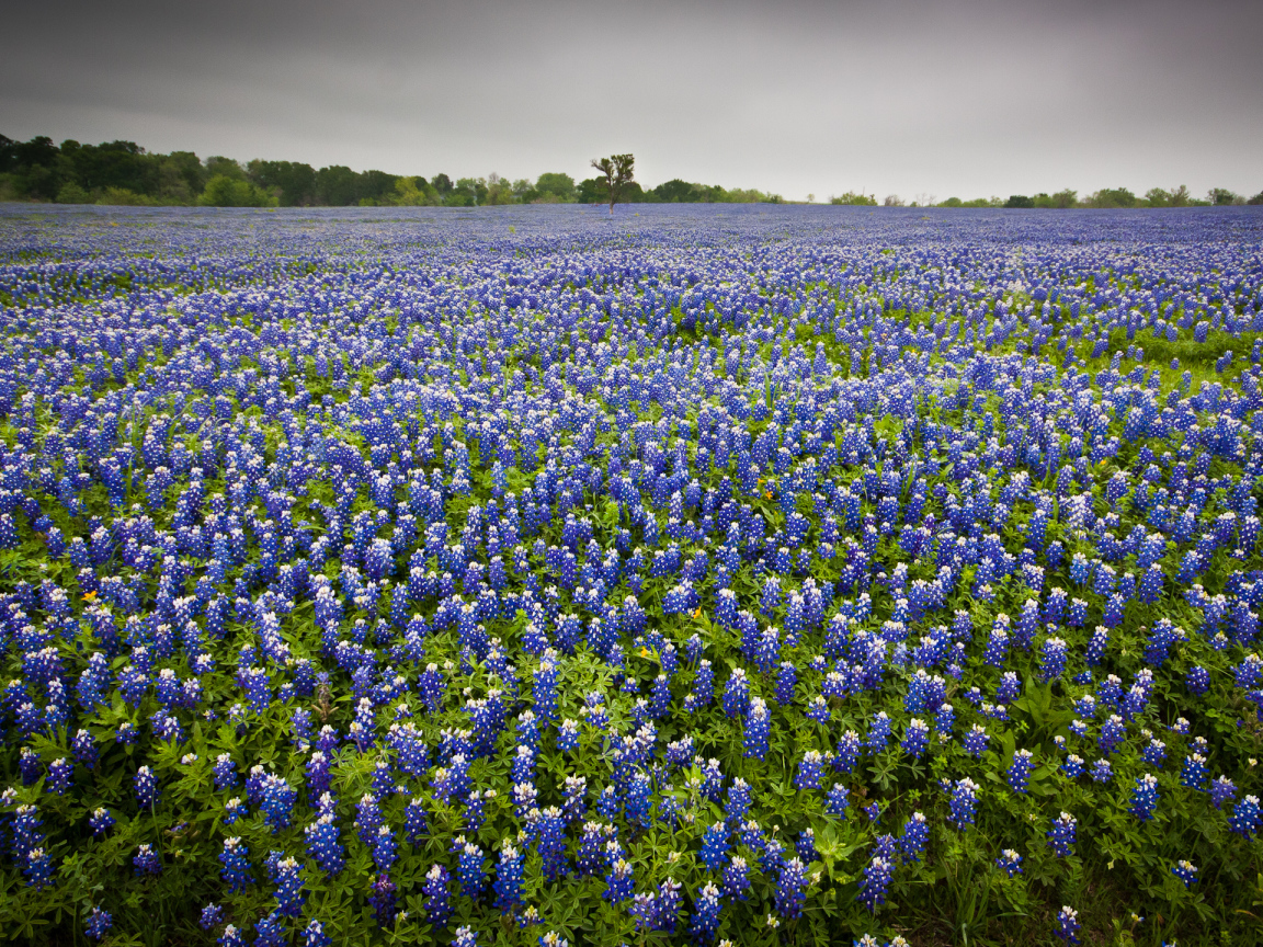 Поле люпина