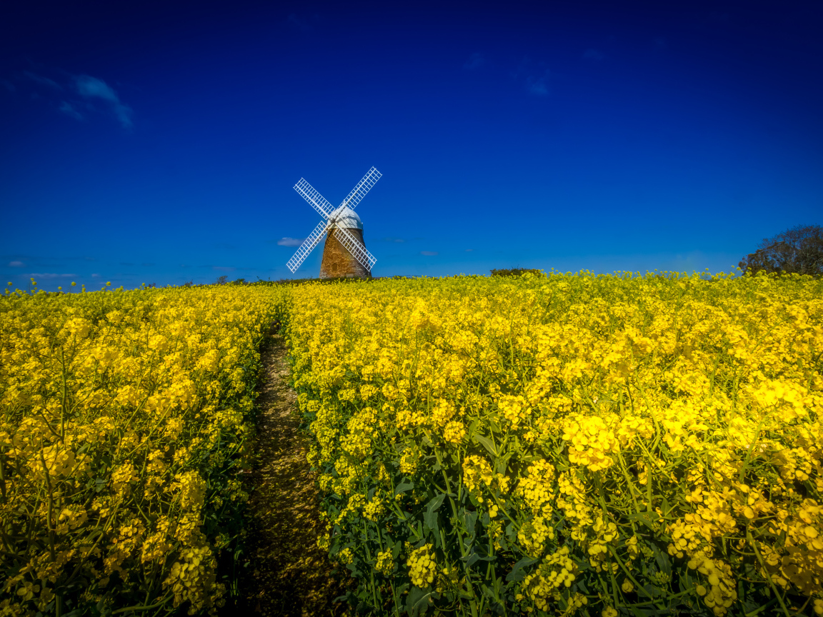 Поле желтых цветов