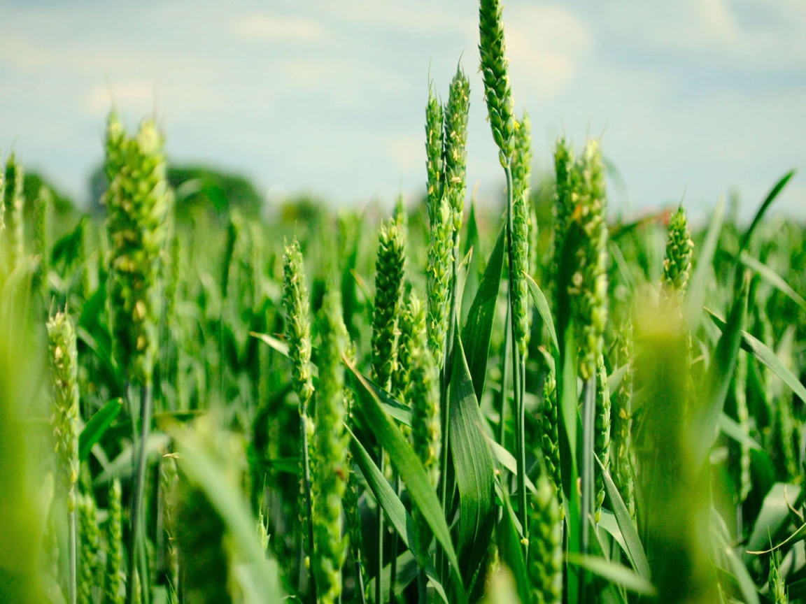 Зеленые колоски пшеницы