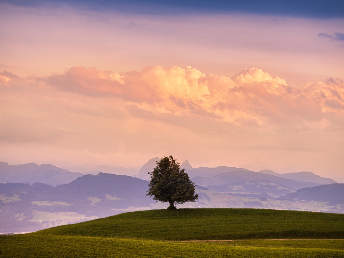 Одинокое дерево на холме