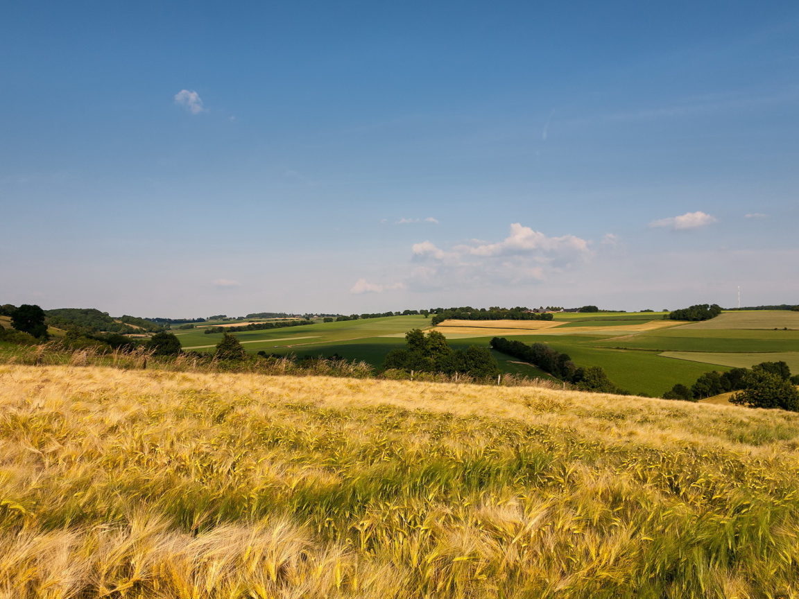Поле до горизонта