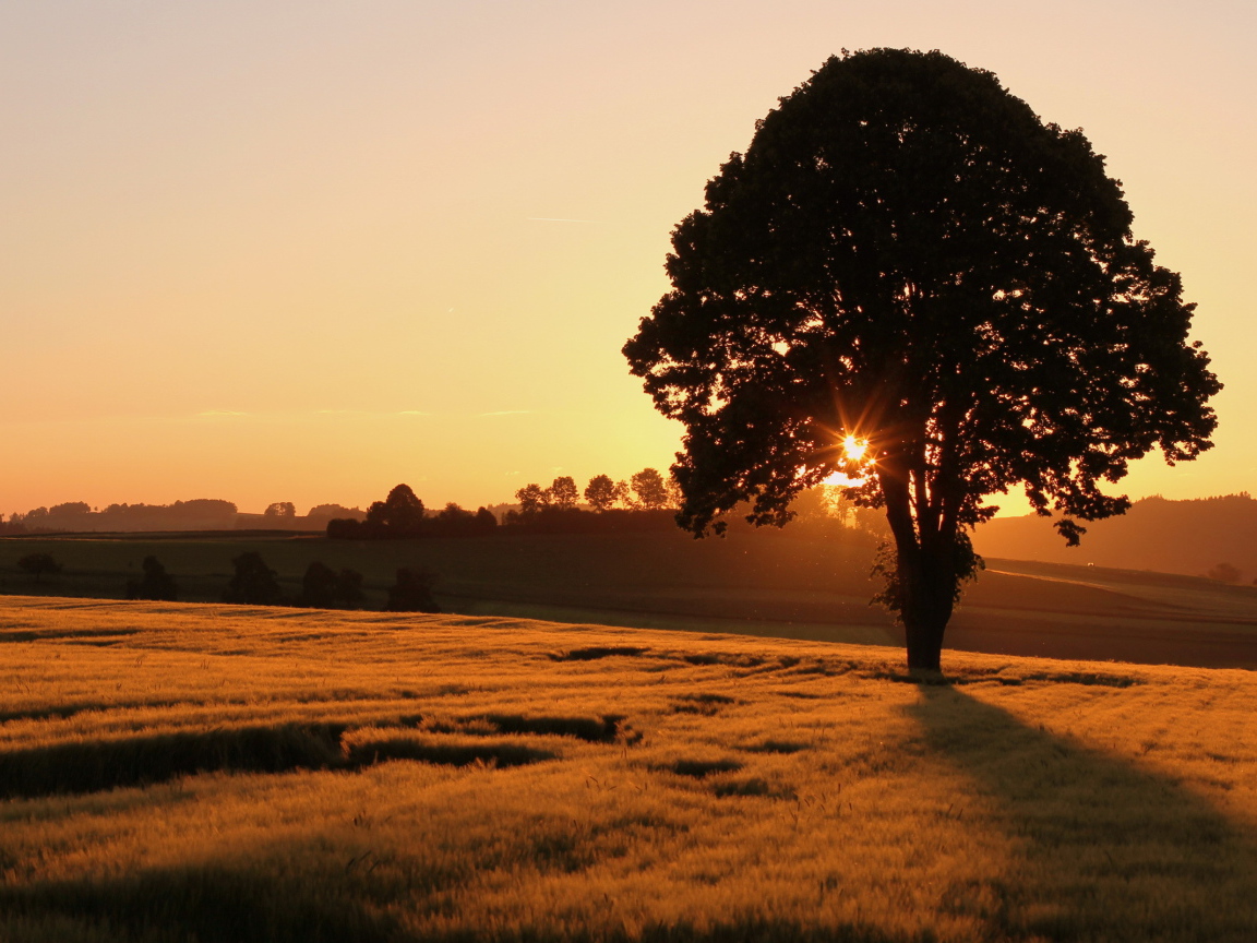 Одинокое дерево на поле