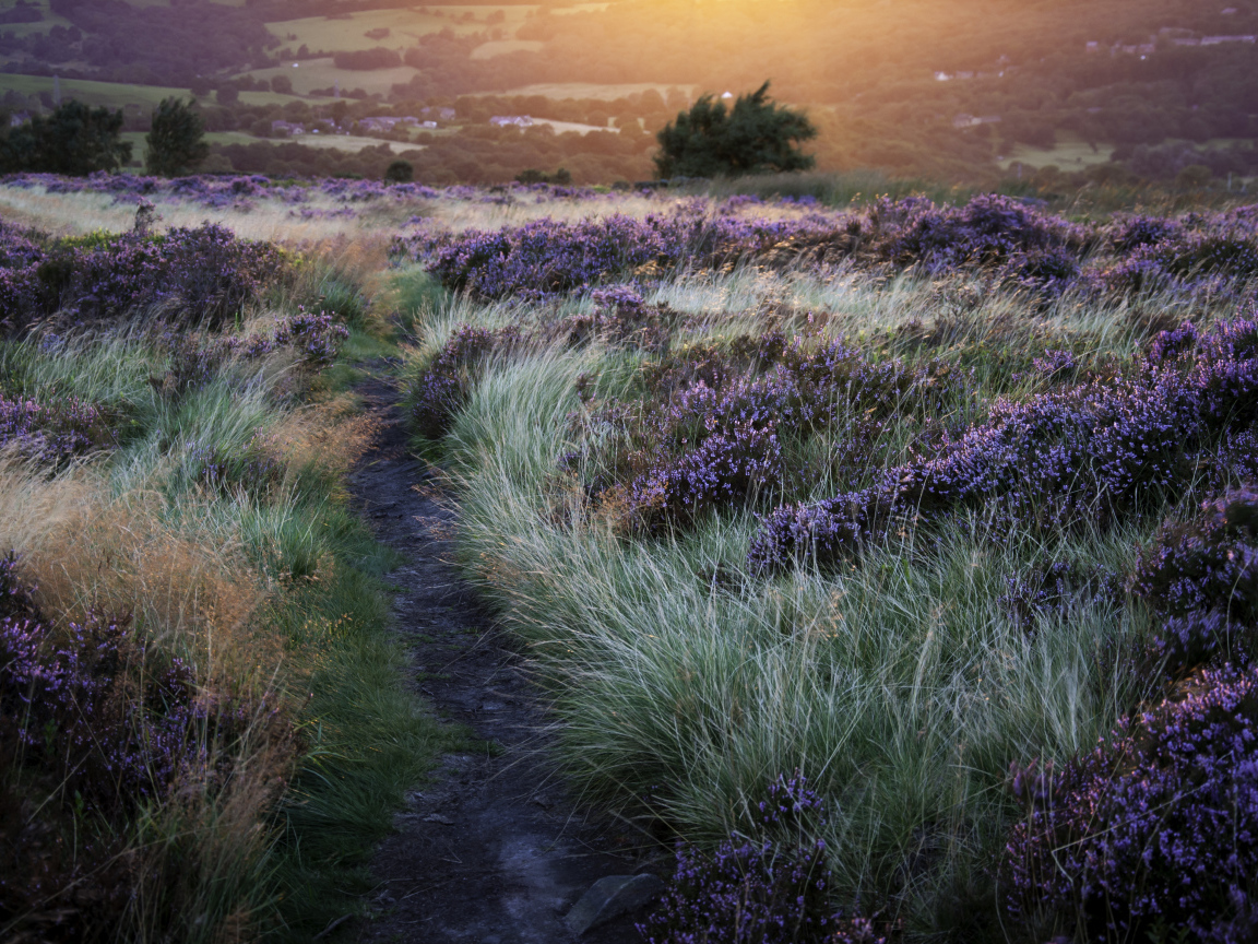 Тропинка через поле