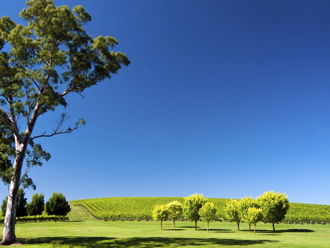 Плантация виноградника