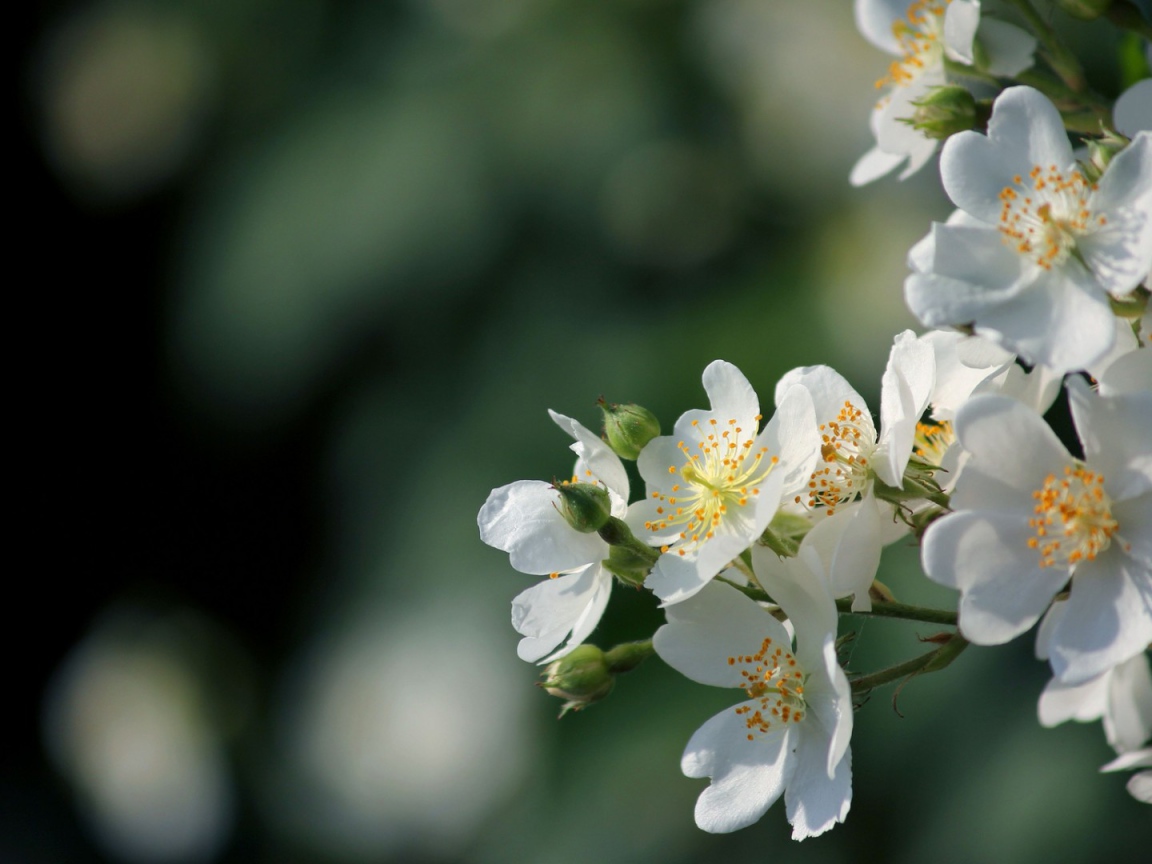 Яблоневый цвет
