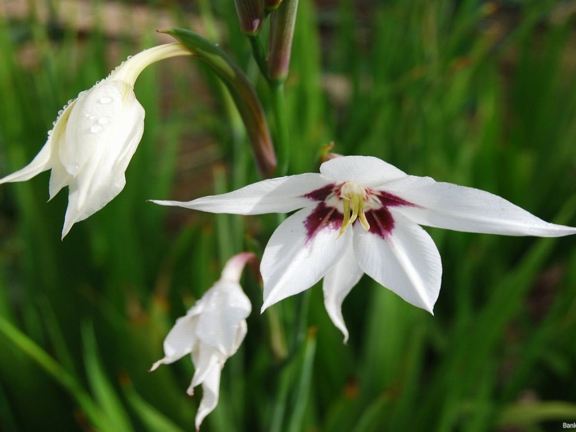 Садовые цветы ацидантера на дачном участке