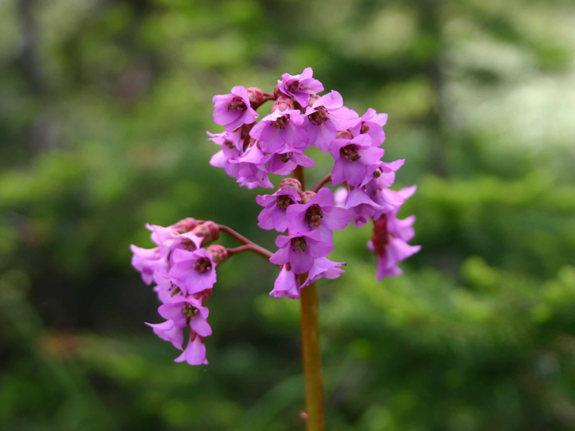 Бадан красивое растение в лесу