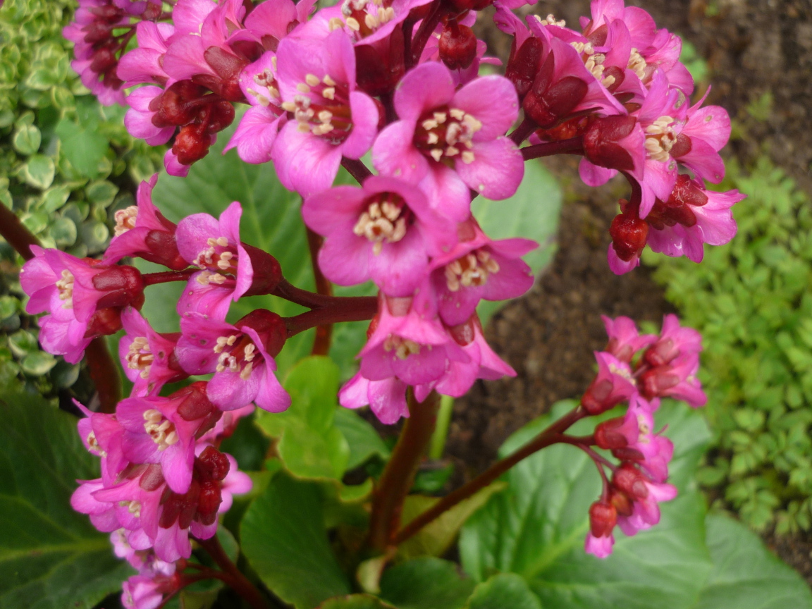 Бадан растение семейство камнеломковых